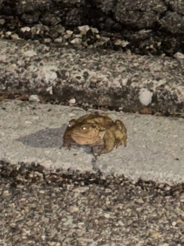 European Toad