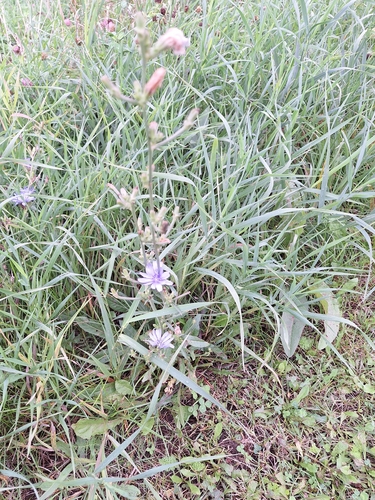 chicory