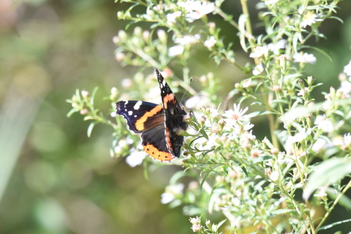 Red Admiral