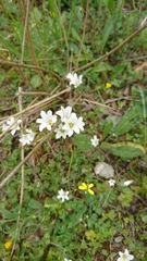 Gagea graeca