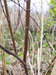 Betula pumila