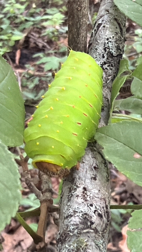 Polyphemus Moth