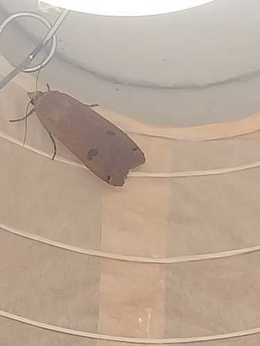 Large Yellow Underwing