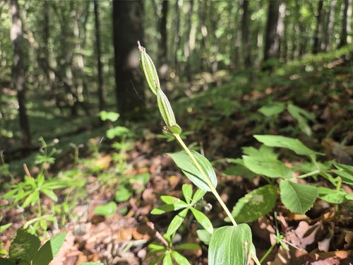 white helleborine