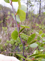 Betula pumila