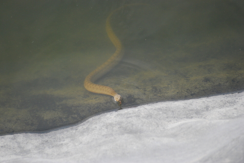 Viperine Snake