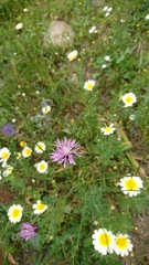 Crupina crupinastrum