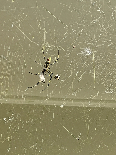 Joro Spider