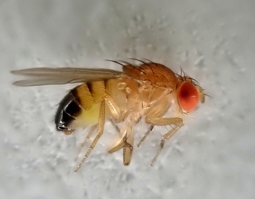 Drosophila simulans observed 2026-09-07