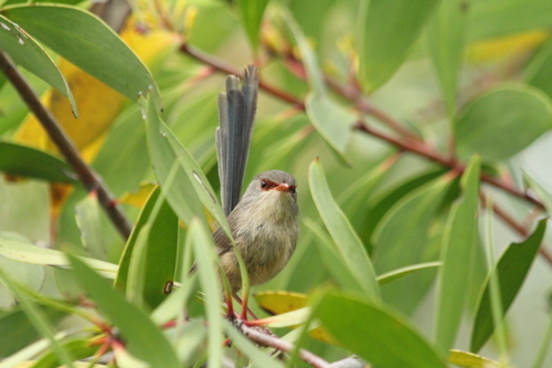 Malurus lamberti