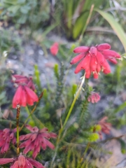 Erica cerinthoides