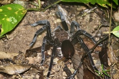 Sericopelma