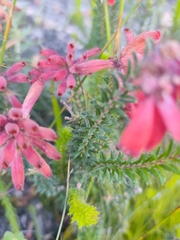 Erica cerinthoides, photograph (c) Jeanette Clarke, some rights reserved (CC BY-SA)