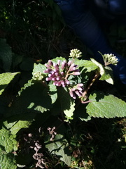 Aristeguietia lamiifolia