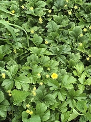 Waldsteinia