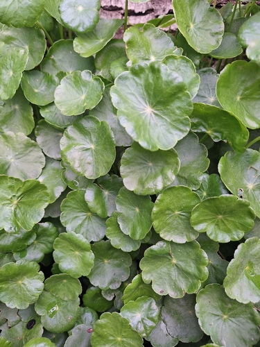 Hydrocotyle bonariensis, photograph 2
