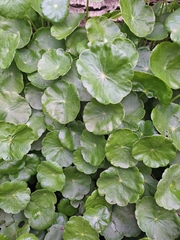 Hydrocotyle bonariensis, photograph (c) Rocío Esmeralda Pose, some rights reserved (CC BY)