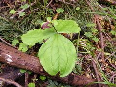Trillium ovatum ovatum