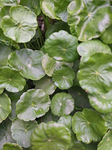 Hydrocotyle bonariensis, photograph 3