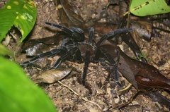 Sericopelma