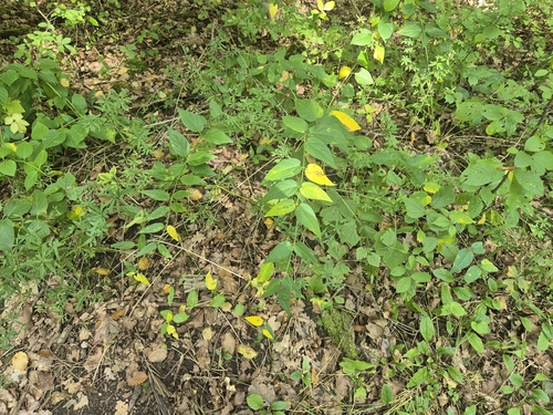 Swallow-wort