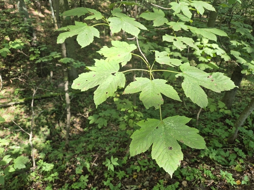sycamore maple