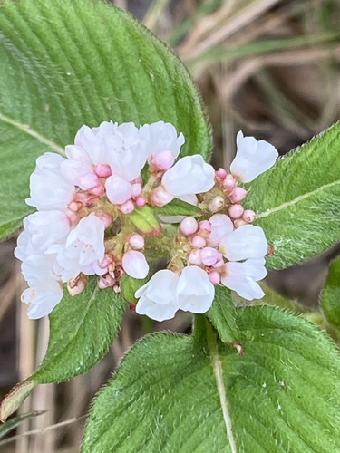 Koenigia campanulata