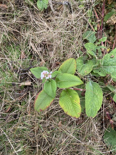 Koenigia campanulata, photograph 2