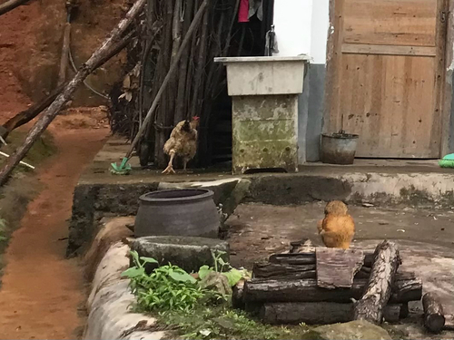 Domestic Chicken
