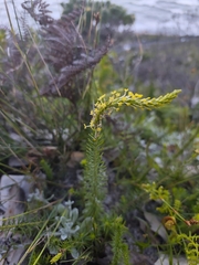 Microdon dubius, photograph (c) Jeanette Clarke, some rights reserved (CC BY-SA)