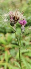 Cirsium palustre, photograph (c) Ondřej Křivan, some rights reserved (CC BY)