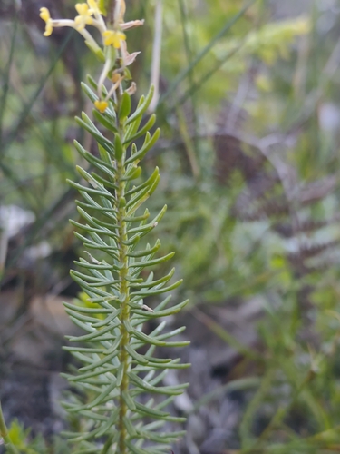Microdon dubius, photograph 5
