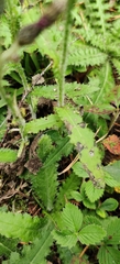Cirsium palustre, photograph (c) Ondřej Křivan, some rights reserved (CC BY)