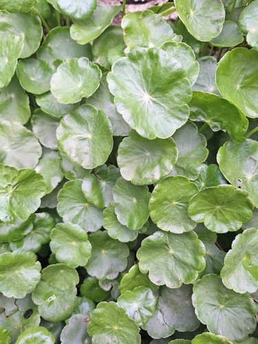 Hydrocotyle bonariensis, photograph 4