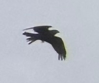 Black Kite