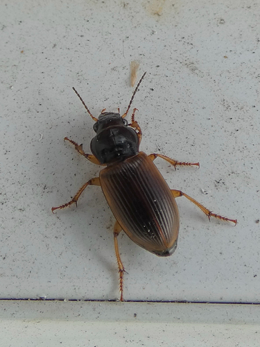 Tawny-backed Harp Ground Beetle