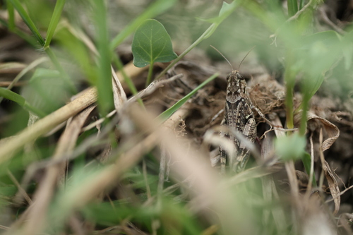 Barbary Grasshopper
