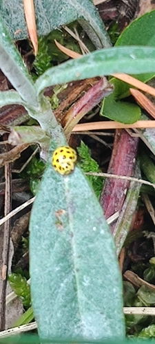 22-spot Ladybird