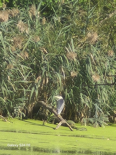 Black-crowned Night Heron