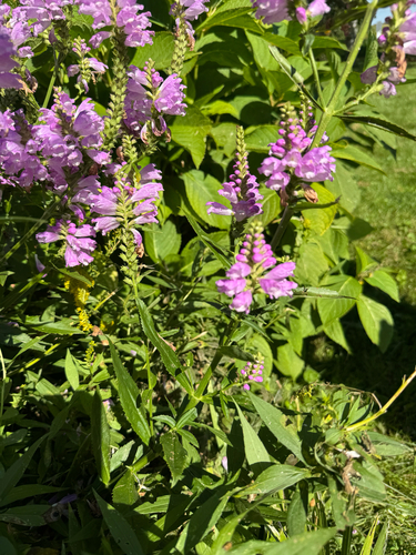 obedient plant