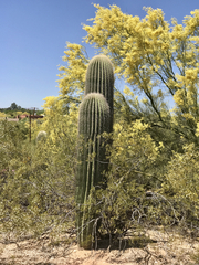 Carnegiea gigantea