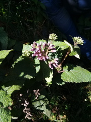 Aristeguietia lamiifolia