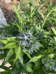 Amsonia jonesii