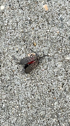 Spotted Lanternfly