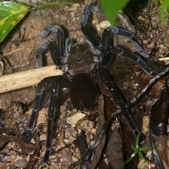 Sericopelma
