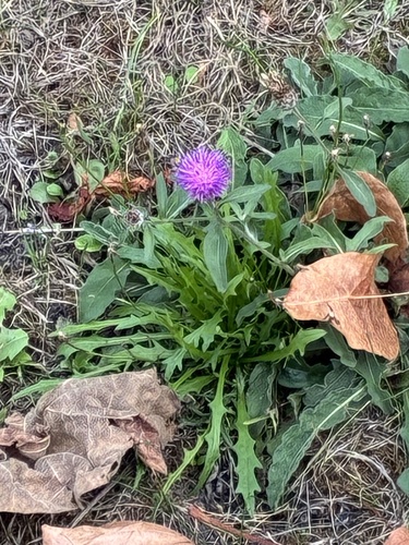 Centaurea nigra, photograph 6