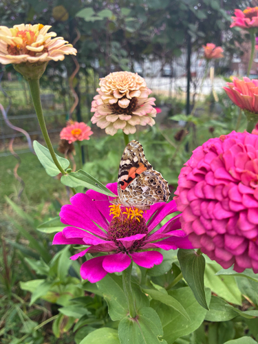 Painted Lady
