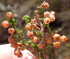 Erica formosa, photograph (c) Nicola van Berkel, some rights reserved (CC BY-SA)