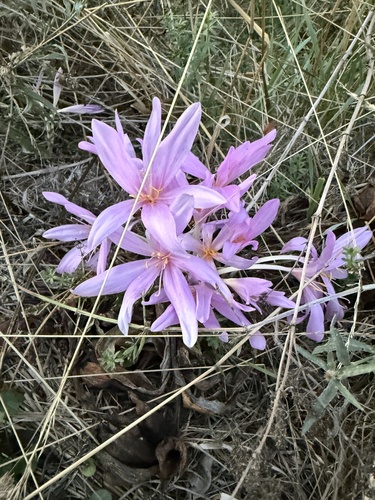 Autumn Crocus