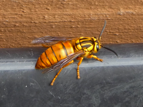 Southern Yellowjacket